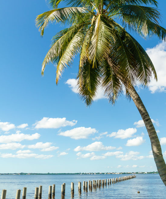 Caloosahatchee-River-and-palm-trees-in-Fort-Myers,-Florida,-USA Palmetto Point Sherry Canal